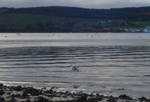 A seagull paddling off the shore at Kidston Park in mid-November 2021