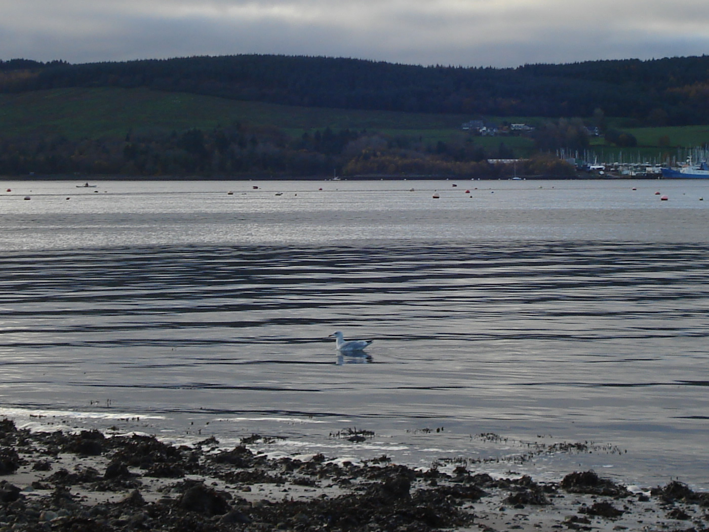 A seagull paddling off the shore at Kidston Park in mid-November 2021