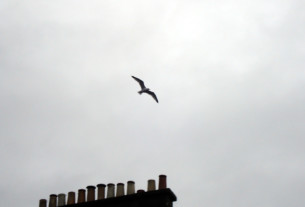 A seagull gliding above a row of chimneys against a grey sky