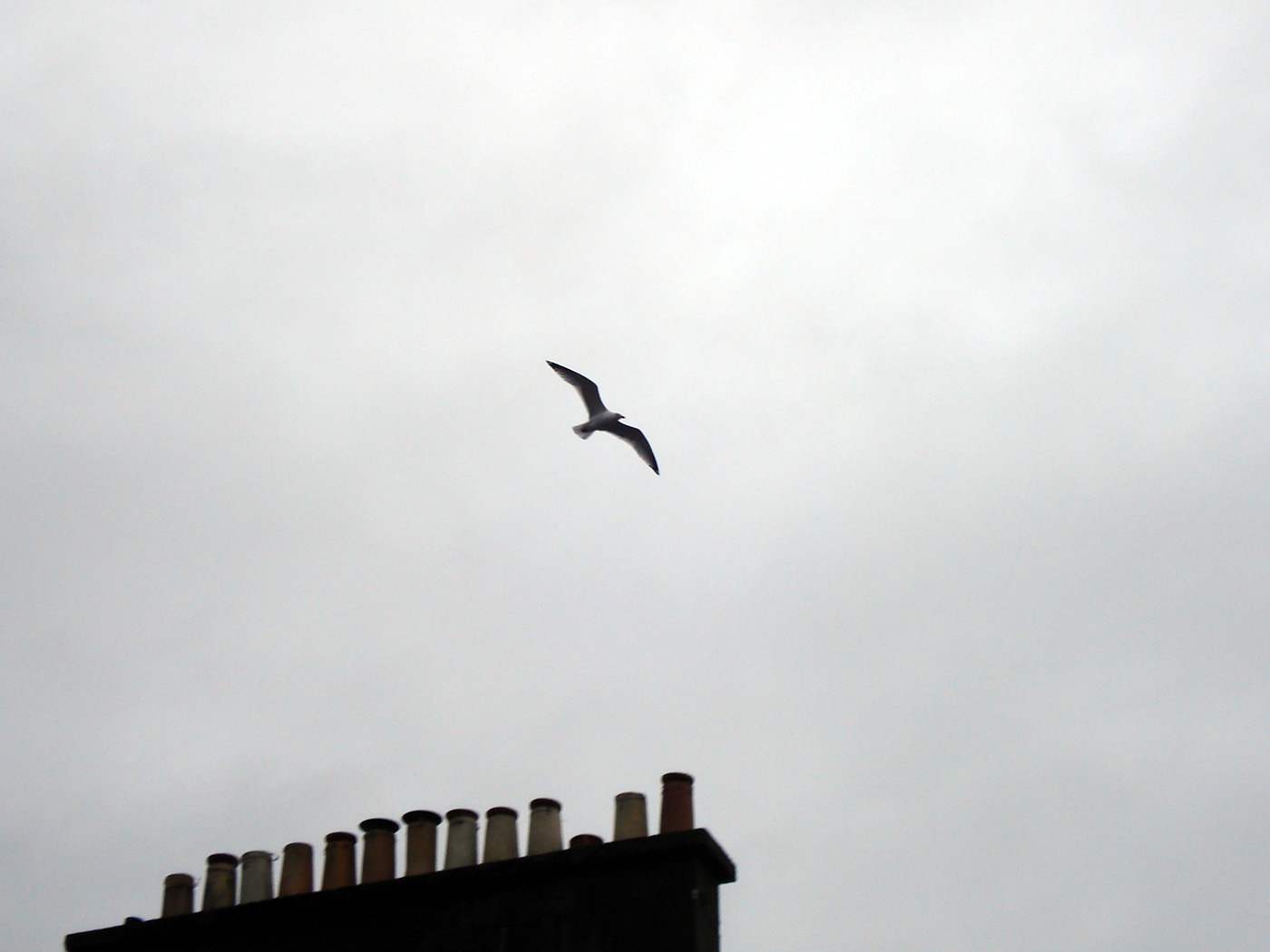 A seagull gliding above a row of chimneys against a grey sky