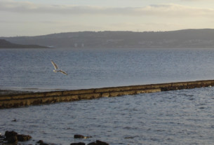 A seagull gliding above the riverbank at the east bay, Helensburgh