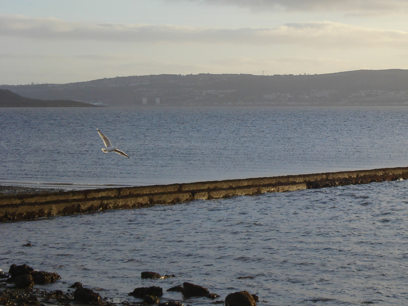 A seagull gliding above the riverbank at the east bay, Helensburgh