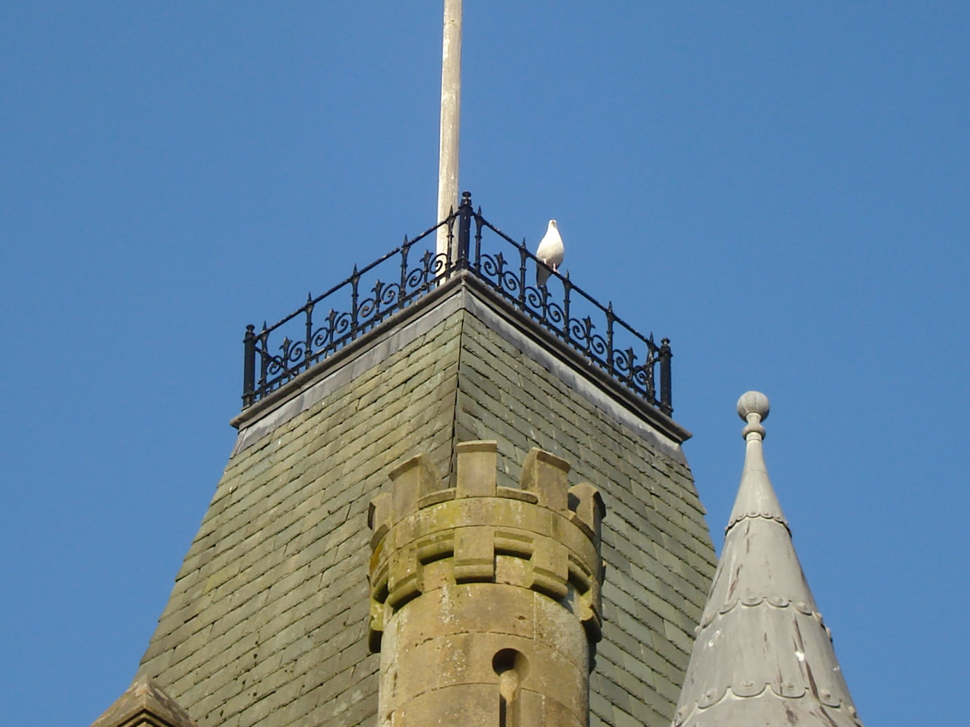 A seagull perched on the railing atop the tower of Victoria Halls, Helensburgh