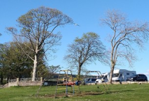 A seagull in flight above the spider climbing frame in Kidston Park, Helensburgh