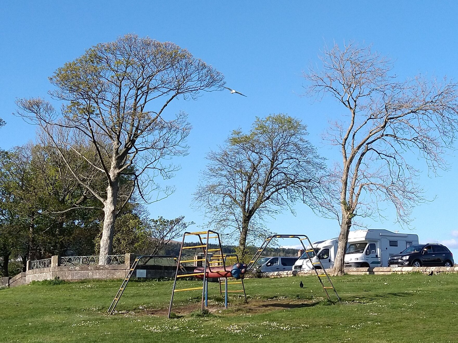 A seagull in flight above the spider climbing frame in Kidston Park, Helensburgh