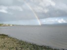 A seagull gliding along the shoreline of the river Clyde with a rainbow in the background