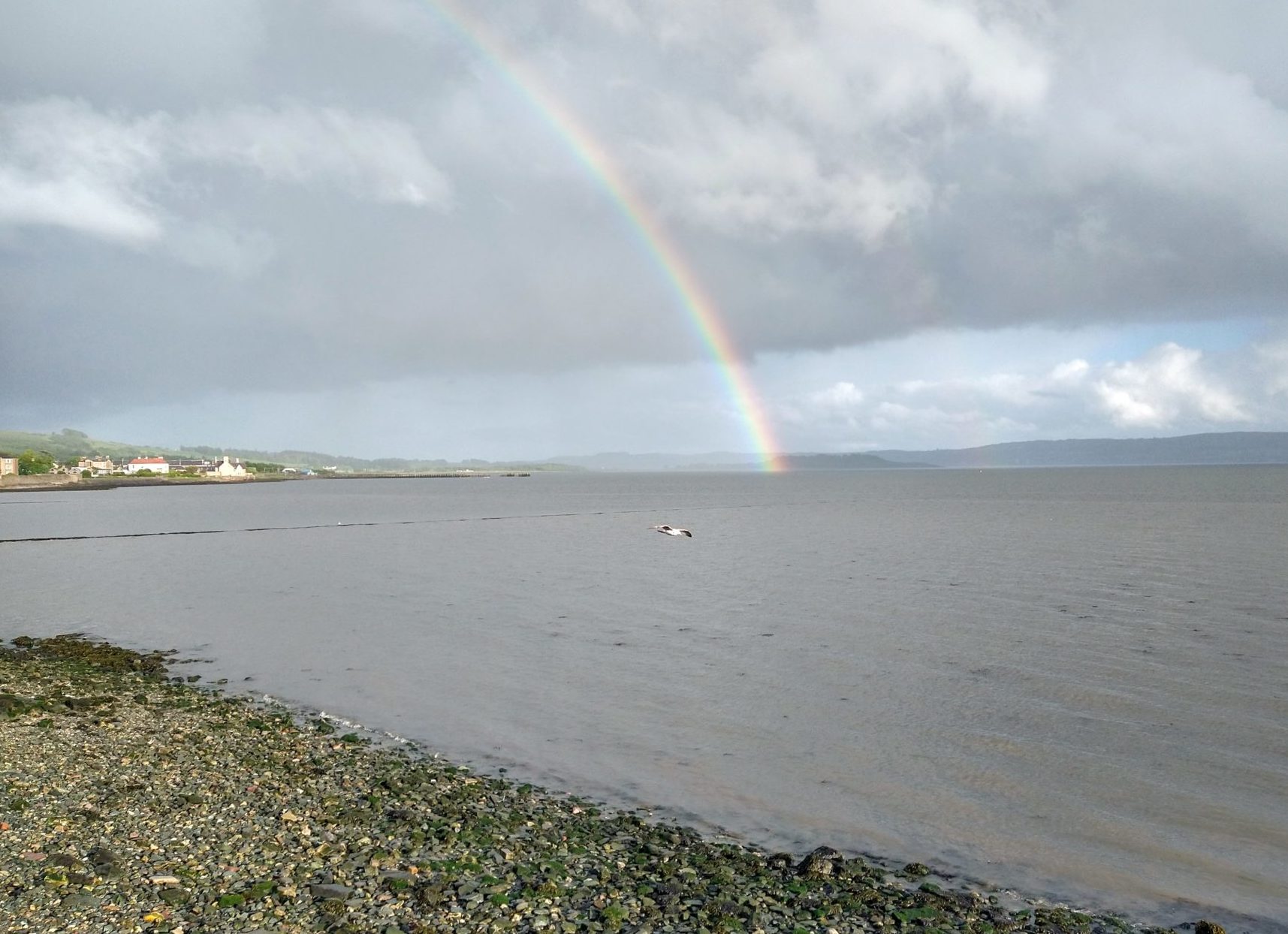 A seagull gliding along the shoreline of the river Clyde with a rainbow in the background