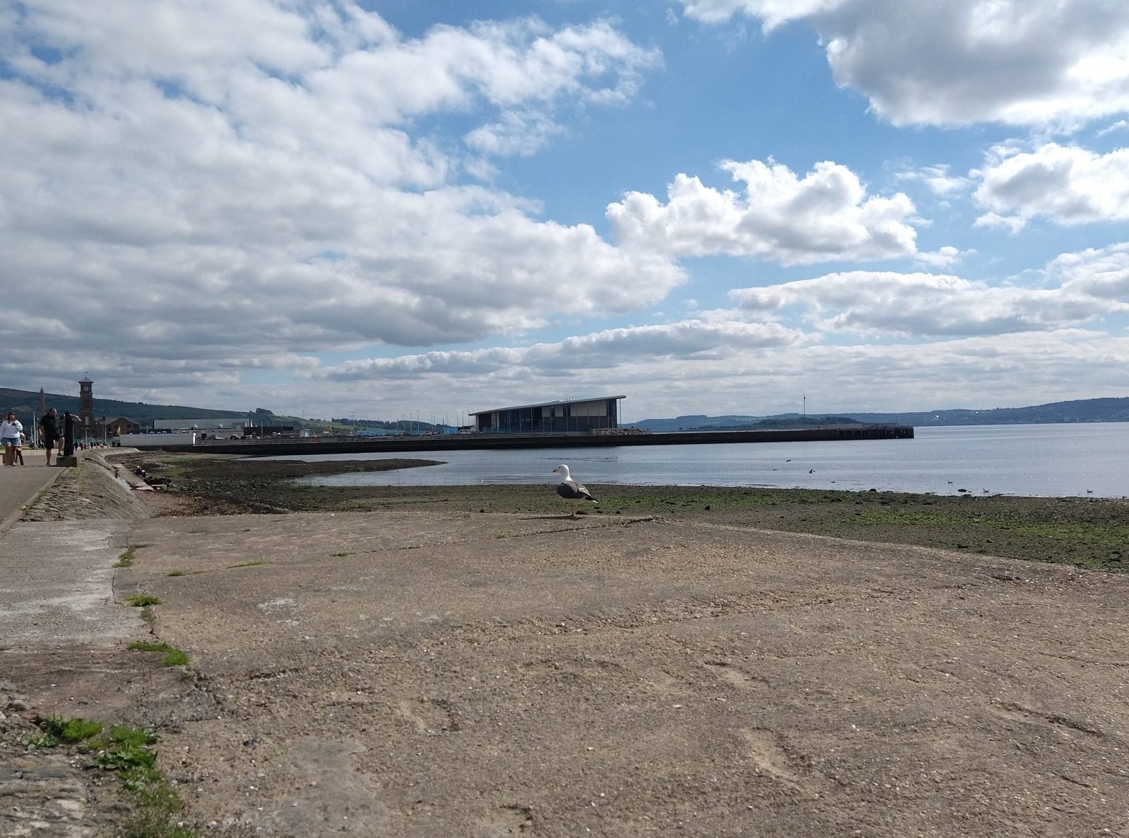 A seagull standing at the top of the slipway on Helensburgh's west bay, with the pier and leisure centre in the background