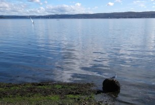 A seagull perched on a rock by the river Clyde in early September 2022