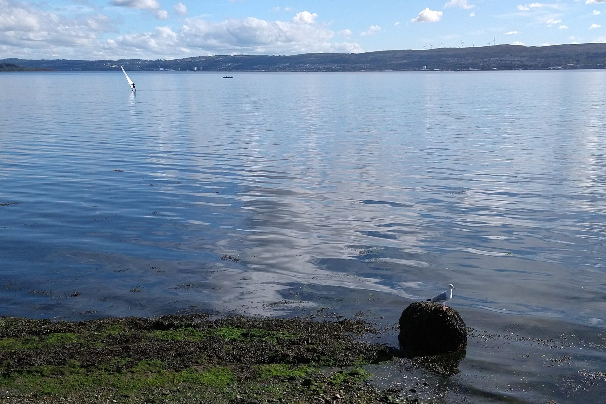 A seagull perched on a rock by the river Clyde in early September 2022