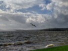 A seagull gliding in the strong wind with waves crashing to the shore beneath.