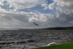 A seagull gliding in the strong wind with waves crashing to the shore beneath.