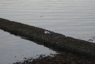 A young seagull sitting on some seaweed