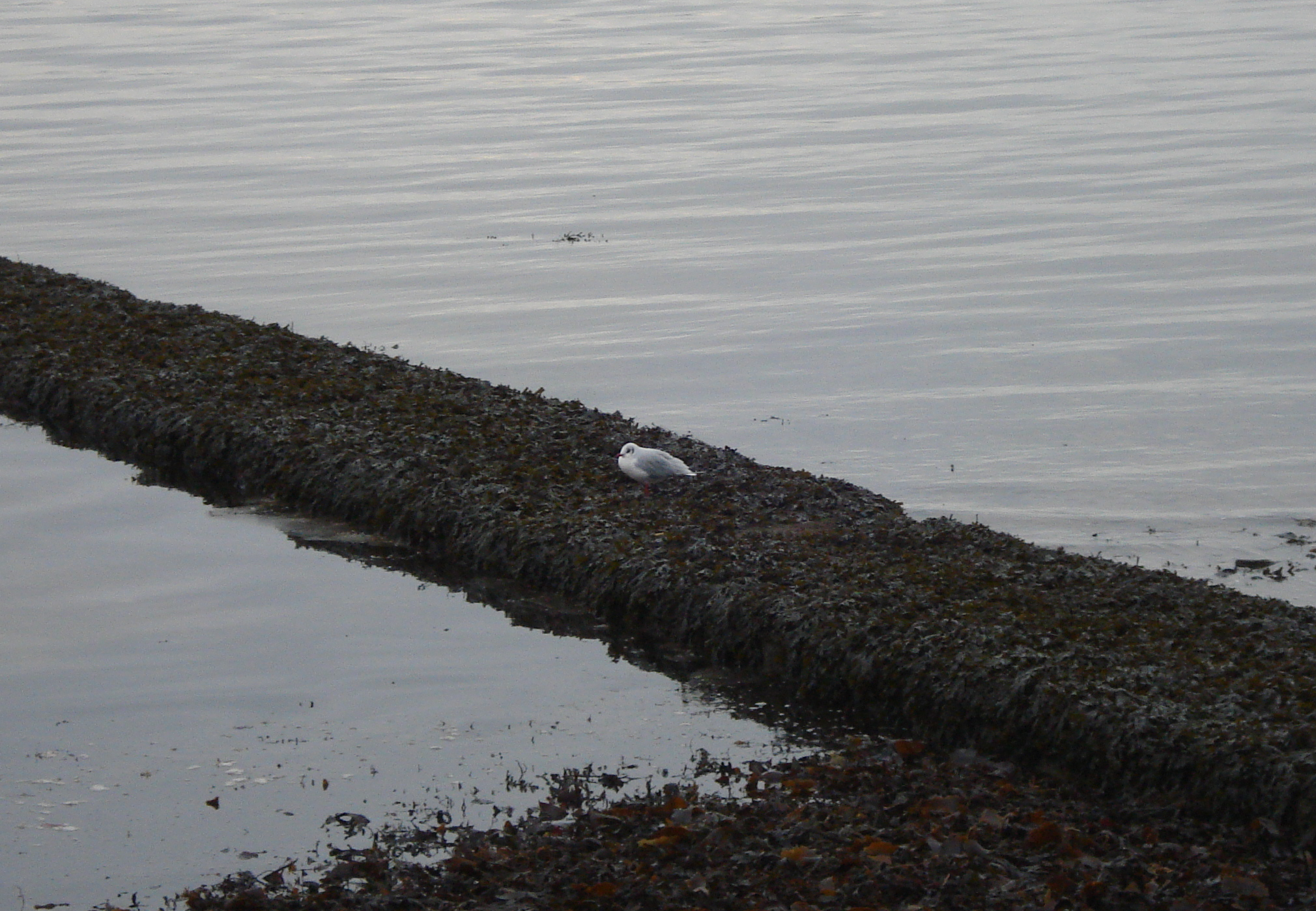 A young seagull sitting on some seaweed