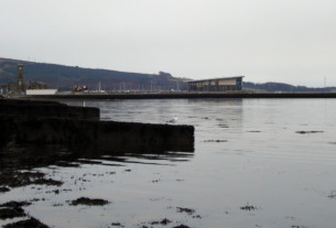 A seagull photographed on the banks of the River Clyde, facing toward the cold water.