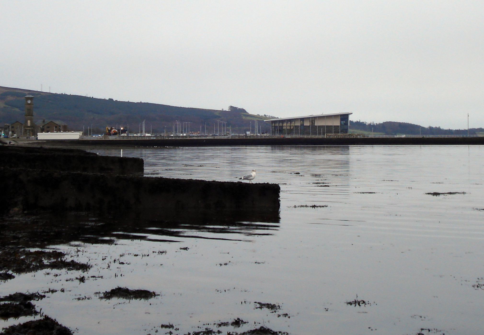 A seagull photographed on the banks of the River Clyde, facing toward the cold water.