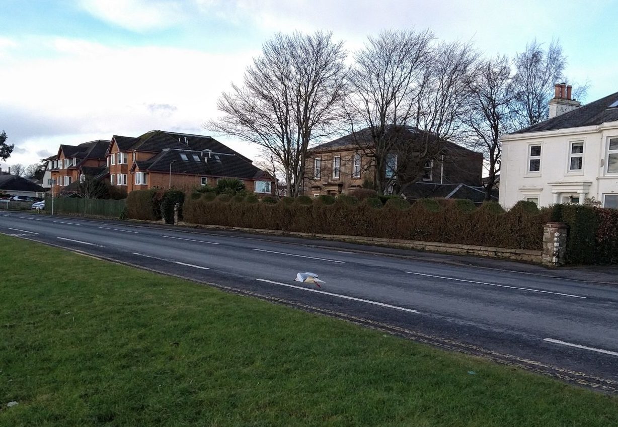 A seagull flying along the cycle lane on West Clyde Street in Helensburgh