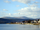 A seagull, soaring above the west bay off Helensburgh's shore, captured on a sunny day in late February 2023