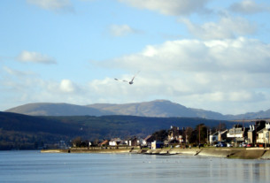 A seagull, soaring above the west bay off Helensburgh's shore, captured on a sunny day in late February 2023