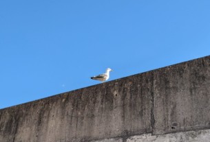 A seagull perched on the station car park wall with a deep blue sky in the background