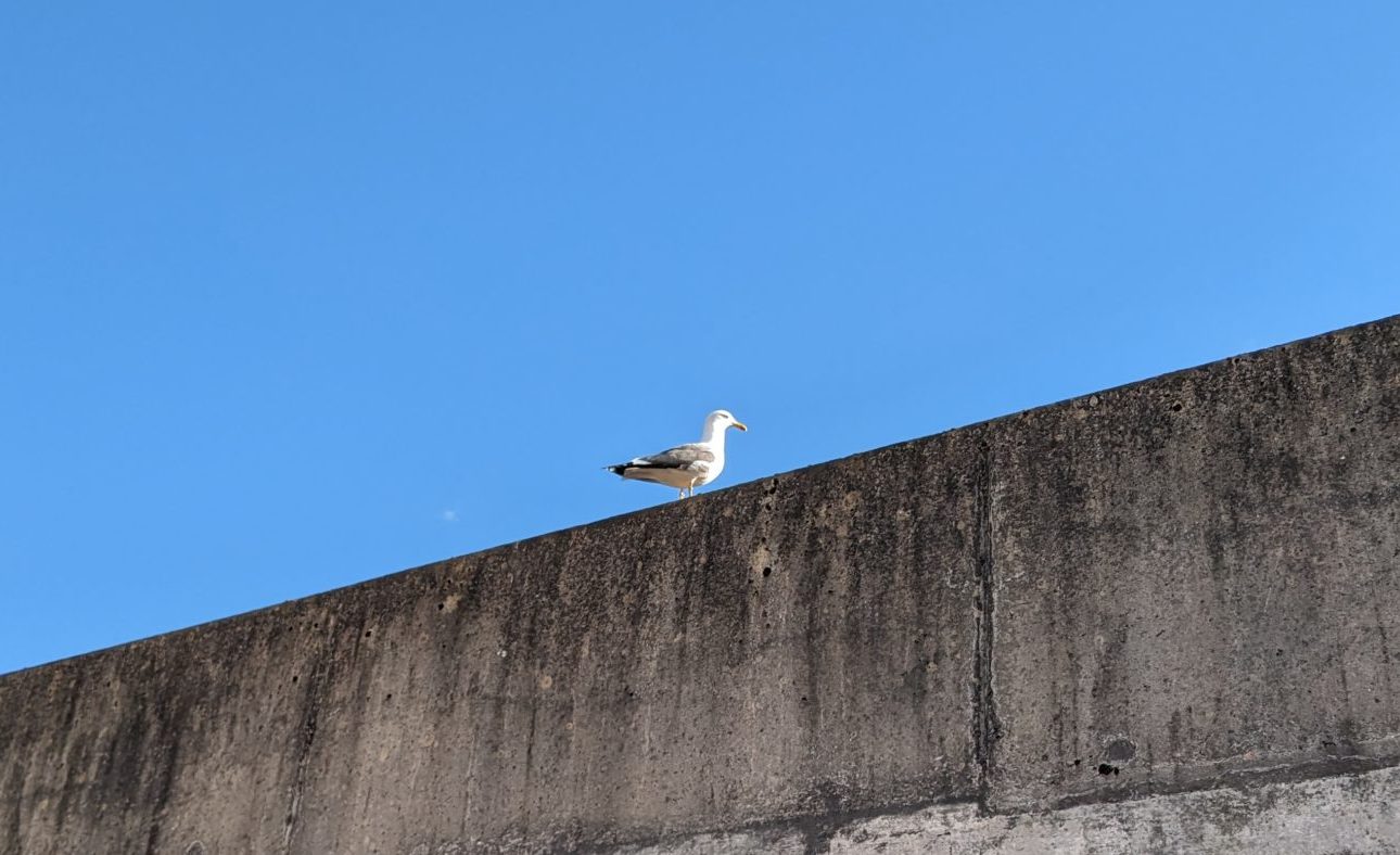 A seagull perched on the station car park wall with a deep blue sky in the background