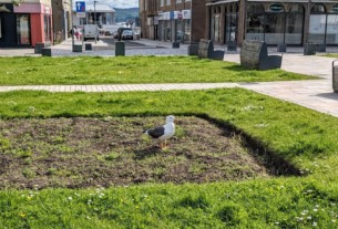 A seagull standing in a flower bed in Colquhoun Square in Helensburgh