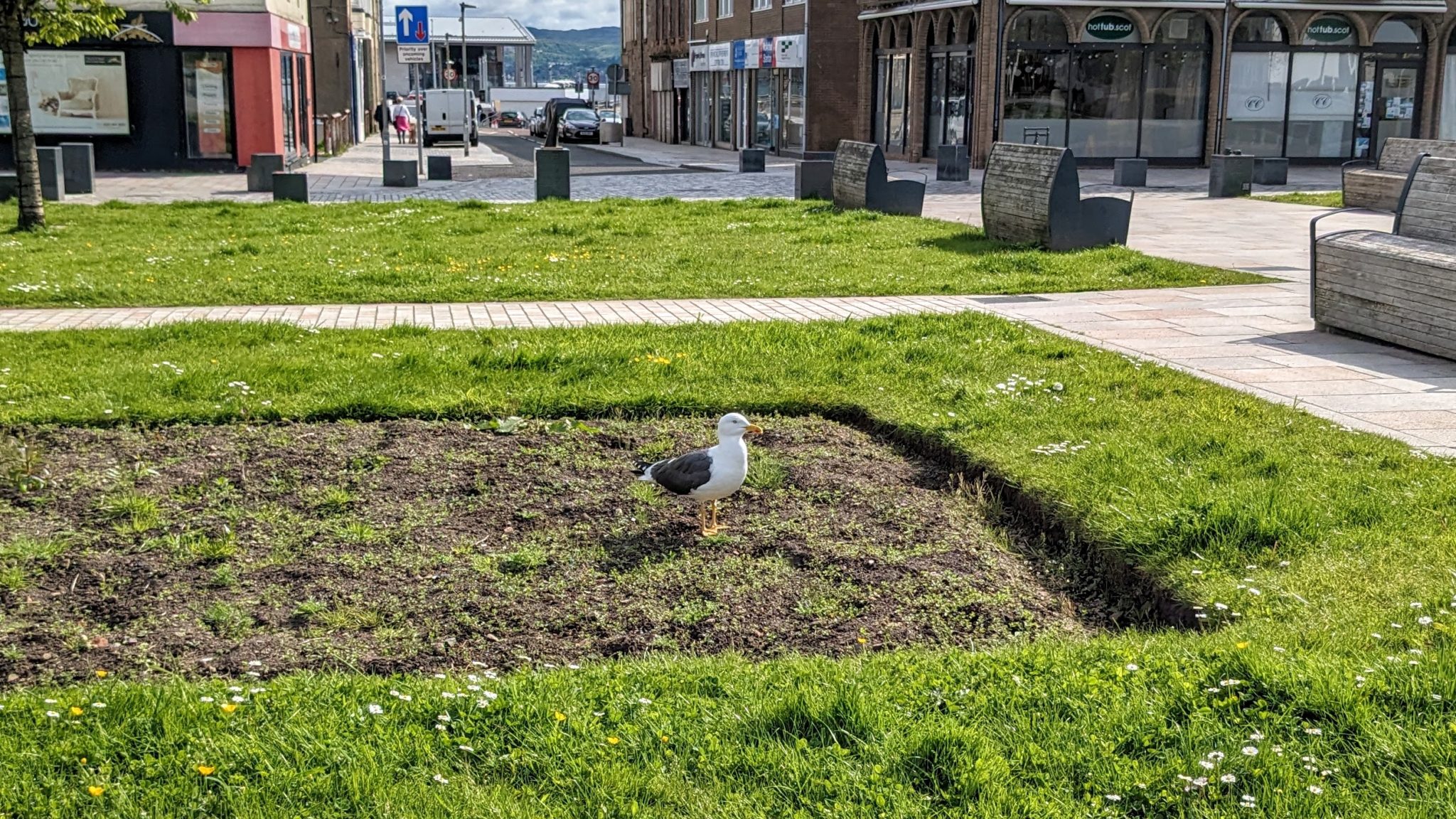 A seagull standing in a flower bed in Colquhoun Square in Helensburgh