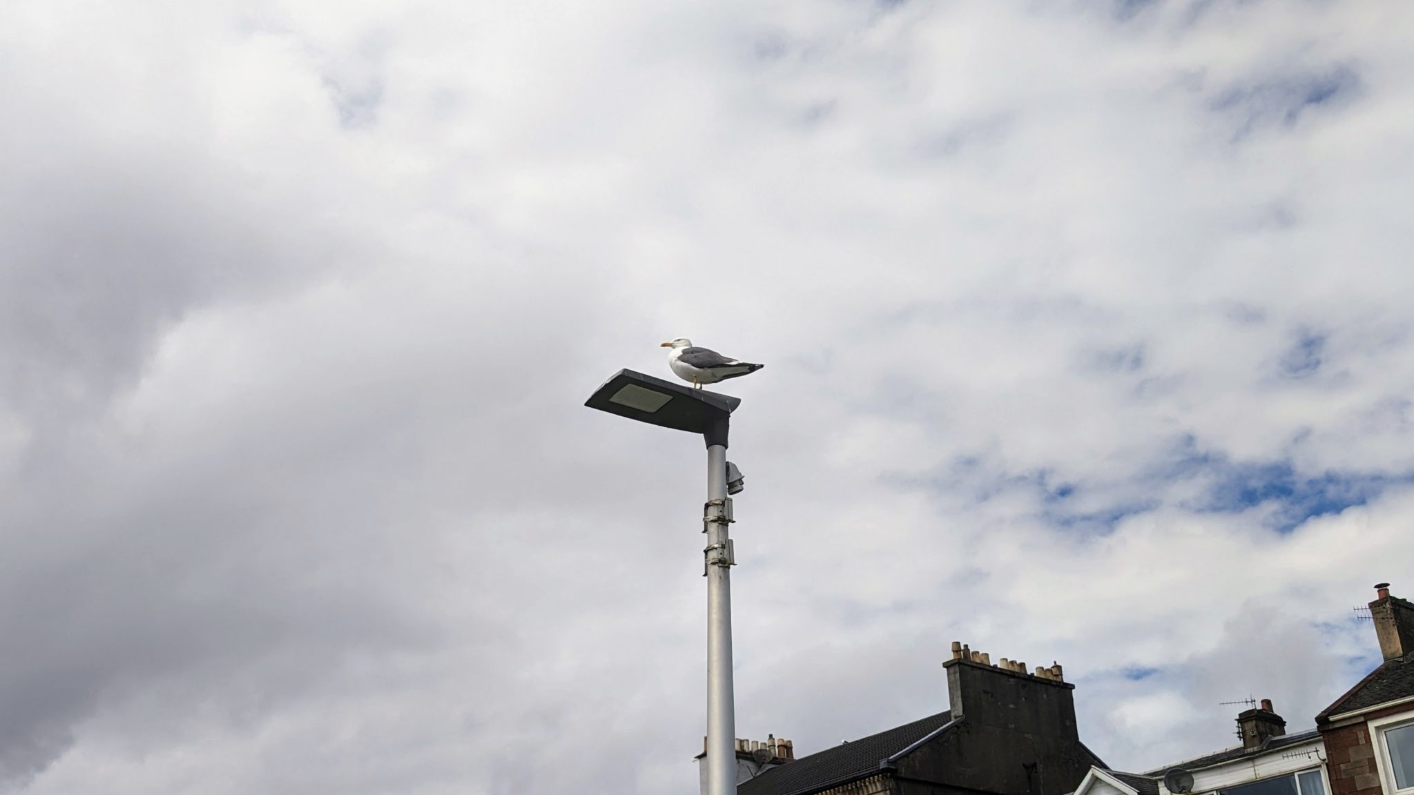 A seagull sitting atop a lamp post with a cloudy sky behind him.