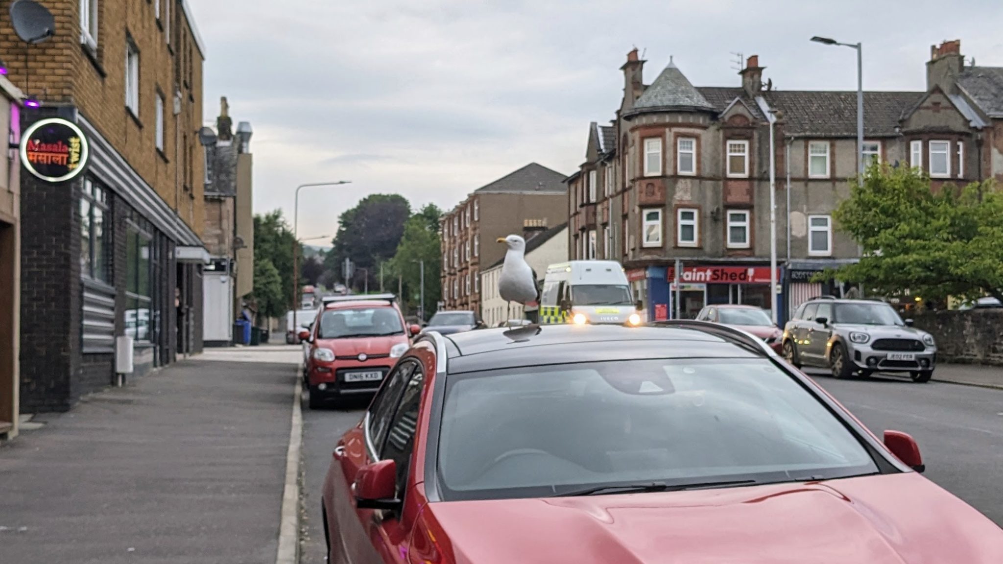 A seagull perched on the roof of a red Mercedes estate car on James Street in Helensburgh