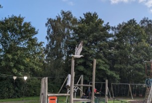 A seagull taking flight from atop a climbing frame in Hermitage Park, Helensburgh