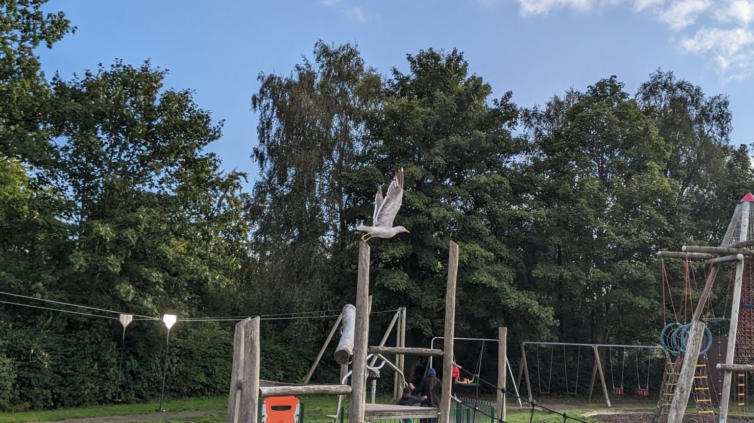 A seagull taking flight from atop a climbing frame in Hermitage Park, Helensburgh