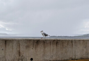 A seagull walking along the sea wall by the sea shore.