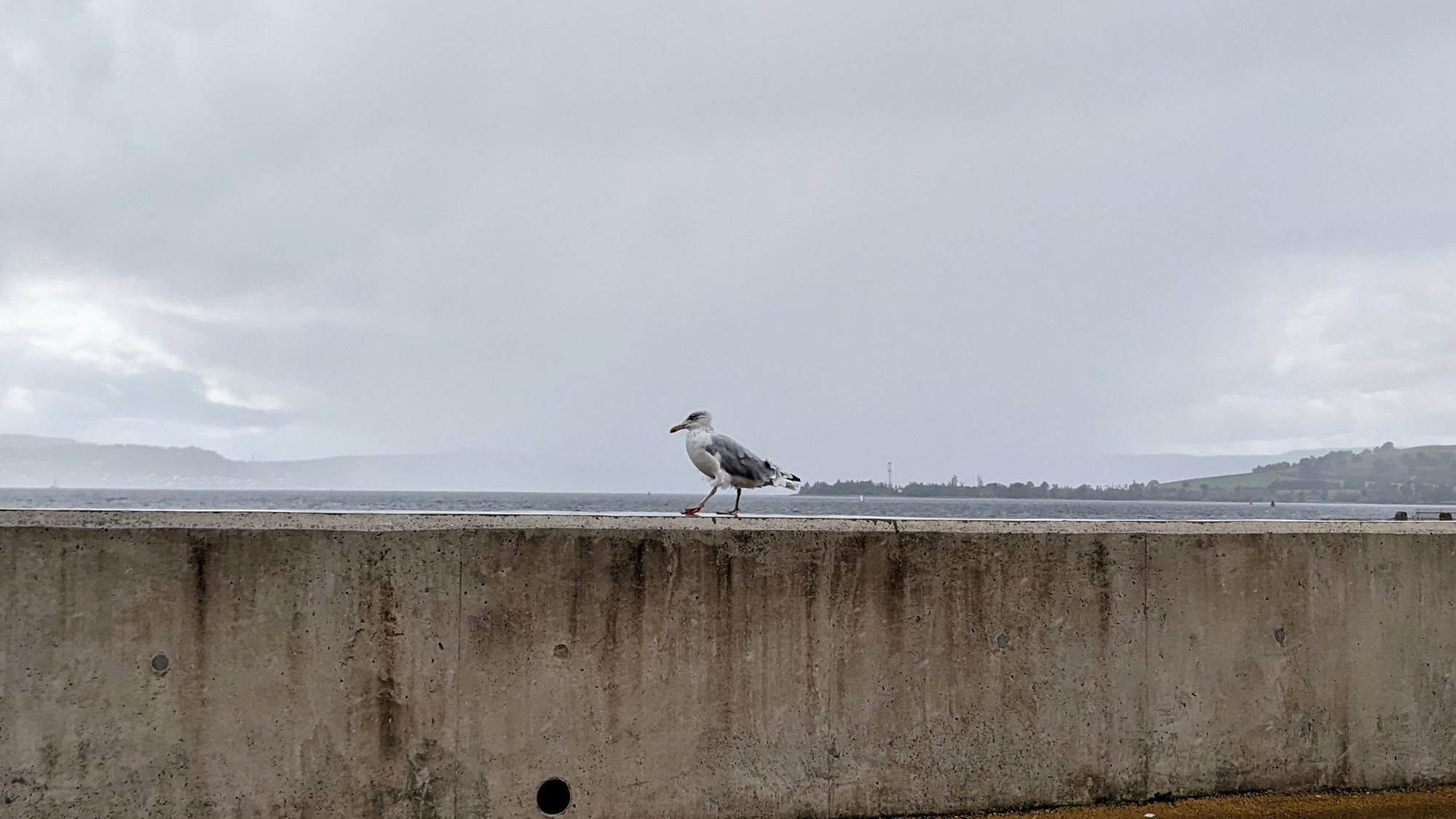 A seagull walking along the sea wall by the sea shore.