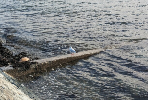 A seagull standing on the slippery slope of a groyne on Helensburgh's west bay as the tide laps around him.