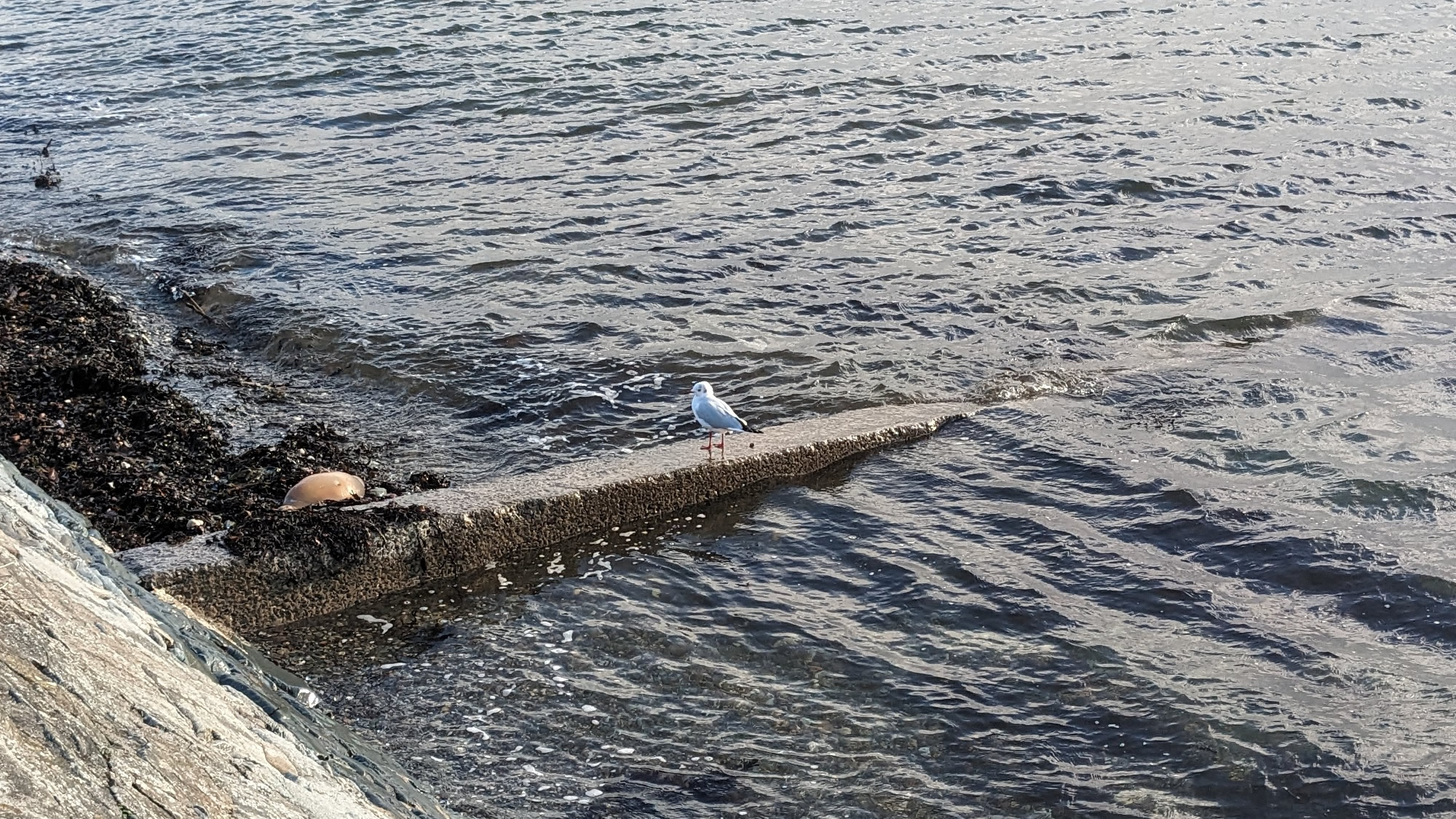 A seagull standing on the slippery slope of a groyne on Helensburgh's west bay as the tide laps around him.