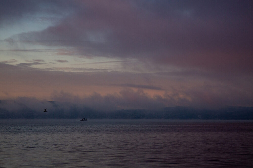A seagull in the fog over the River Clyde at dusk, by Kathryn Polley