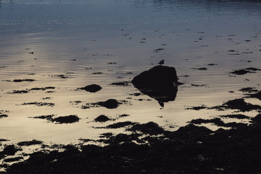 A seagull sitting on a rock at dusk, by Kathryn Polley