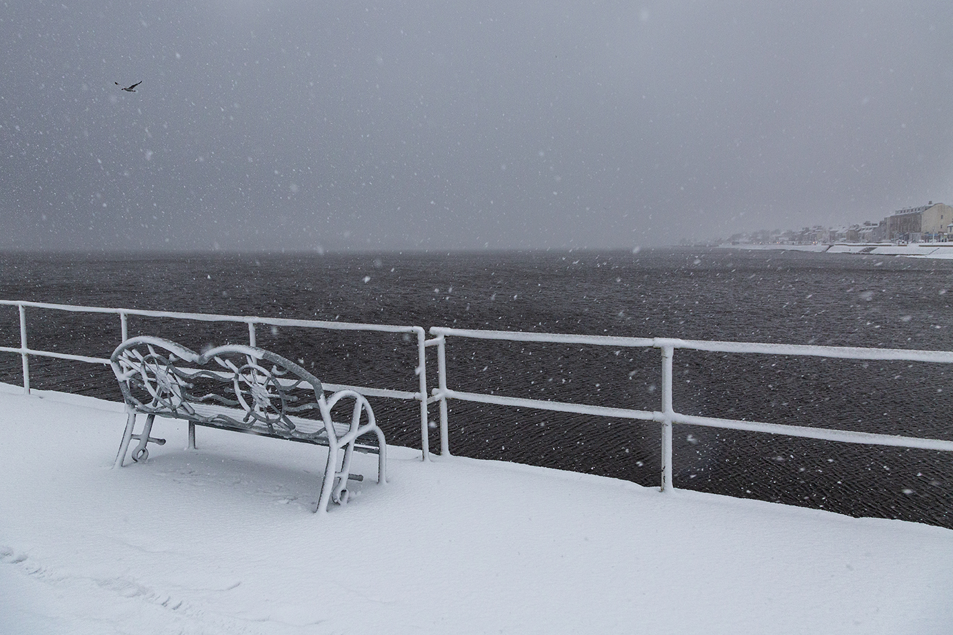 A seagull gliding in the snow off Helensburgh Pier by Kathryn Polley