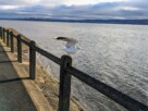 A seagull taking flight from a concrete railing in January 2024. In the background is the River clyde and an overcast sky.