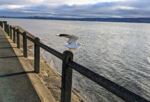 A seagull taking flight from a concrete railing in January 2024. In the background is the River clyde and an overcast sky.