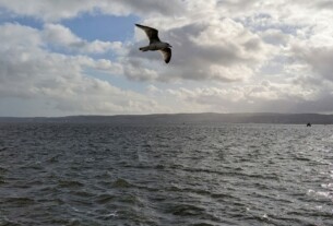 A seagull gliding in the stiff wind above the river Clyde
