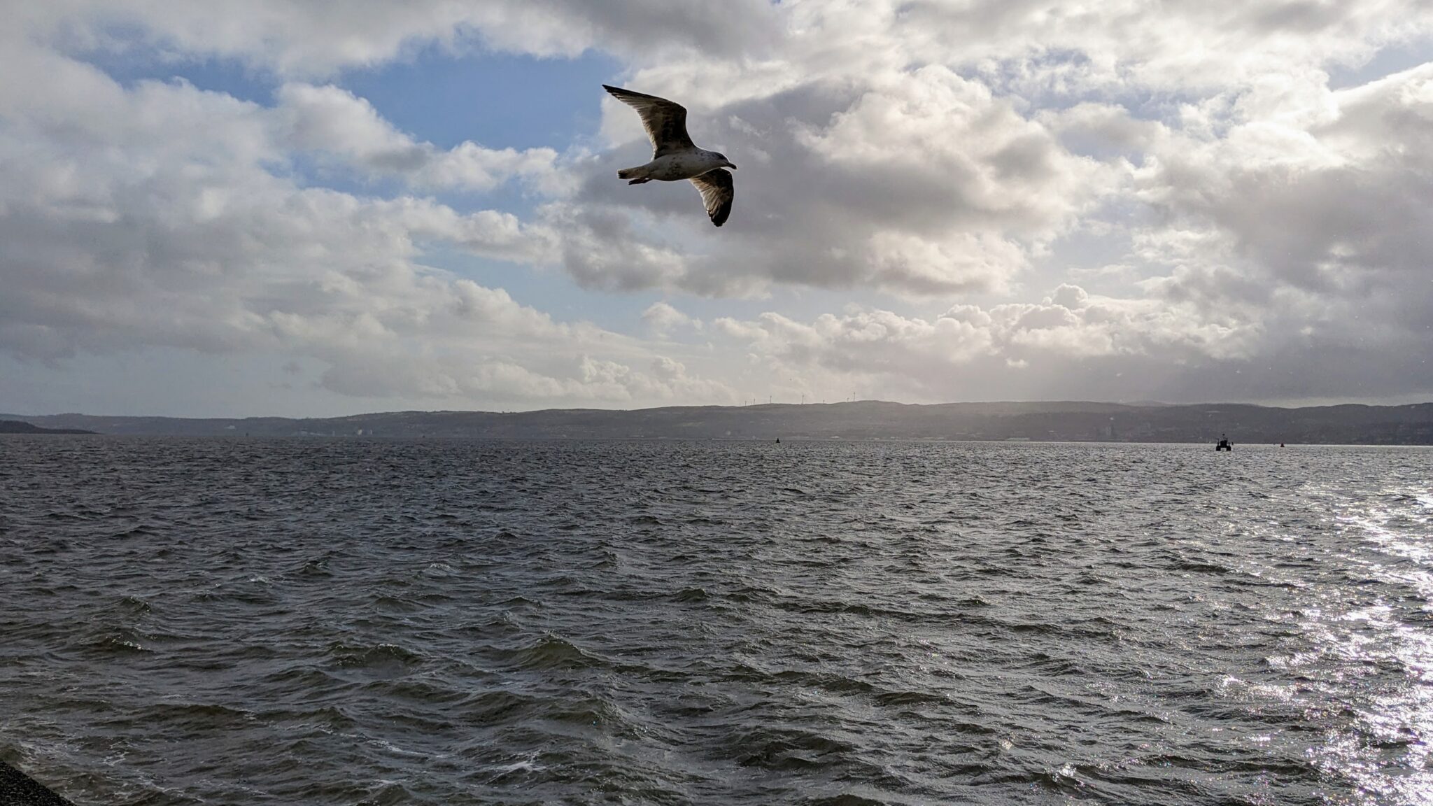 A seagull gliding in the stiff wind above the river Clyde