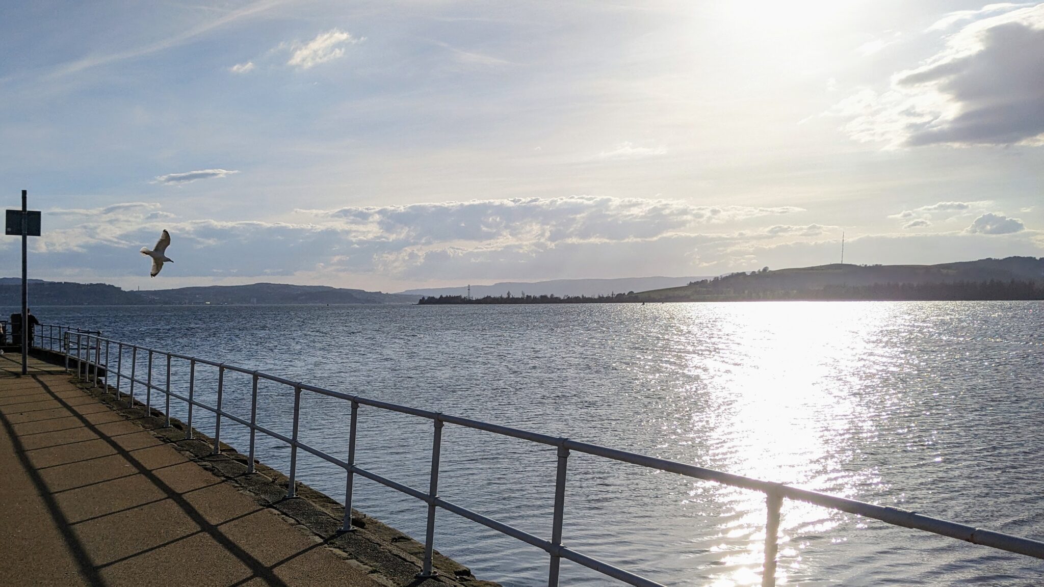 A seagull swooping by Helensburgh Pier late on a sunny day. In the background is Rosneath peninsula
