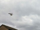 A seagull carrying nesting materials in its beak soars into the gusty conditions above Tower Place in Helensburgh