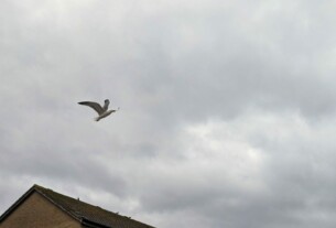 A seagull carrying nesting materials in its beak soars into the gusty conditions above Tower Place in Helensburgh