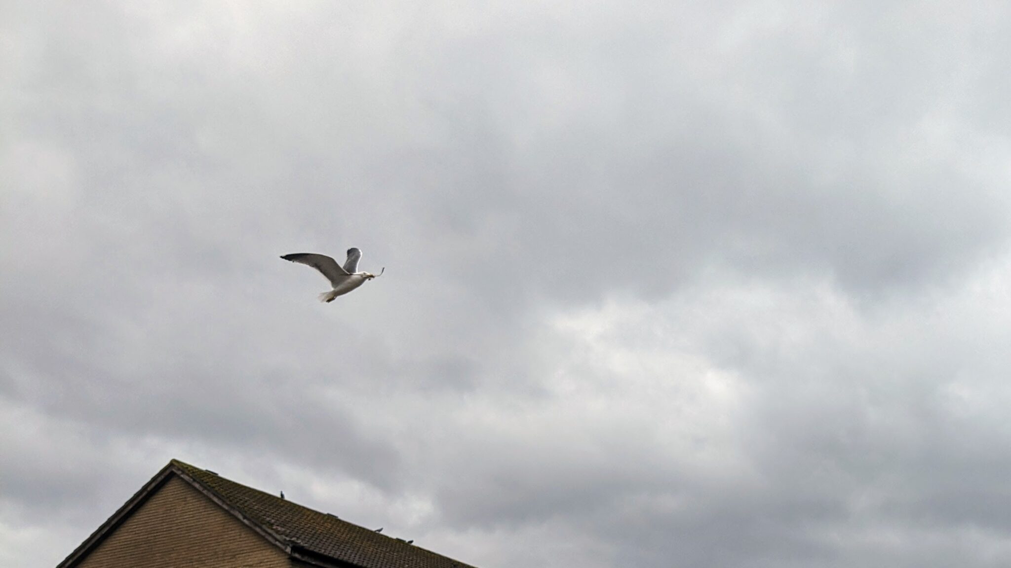 A seagull carrying nesting materials in its beak soars into the gusty conditions above Tower Place in Helensburgh