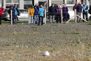 A close up of a seagull sat in the middle of the barren development area of Helensburgh's seafront