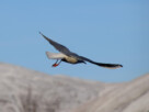 A seagull swooping with snowy covered hills in the distance.
