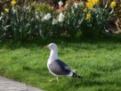 A seagull standing on grass near blooming daffodils in Colquhoun Square, Helensburgh.