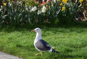 A seagull standing on grass near blooming daffodils in Colquhoun Square, Helensburgh.